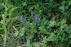 Veronica spicata