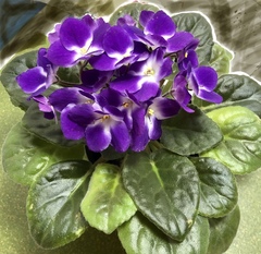 Streptocarpus