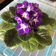 Streptocarpus
