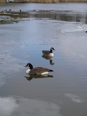 Branta canadensis