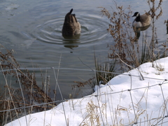 Branta canadensis