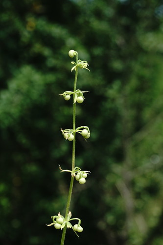 Galium tricornutum iNat (3)