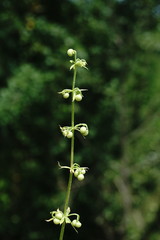 Galium tricornutum