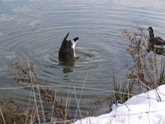 Branta canadensis