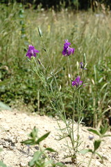 Consolida orientalis