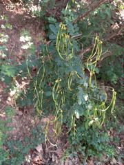 Coronilla scorpioides