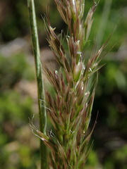 Trisetum