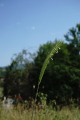 Hordeum bulbosum