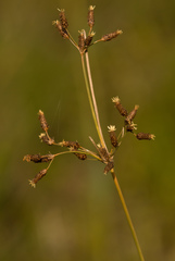 Fimbristylis caroliniana