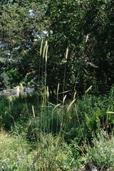 Hordeum bulbosum