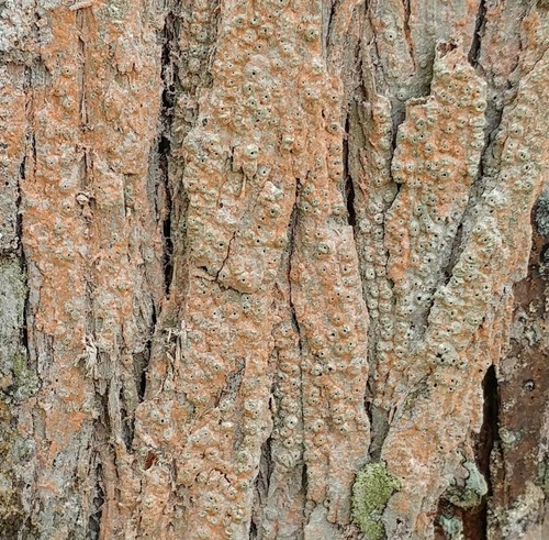 Ocellularia sanfordiana image