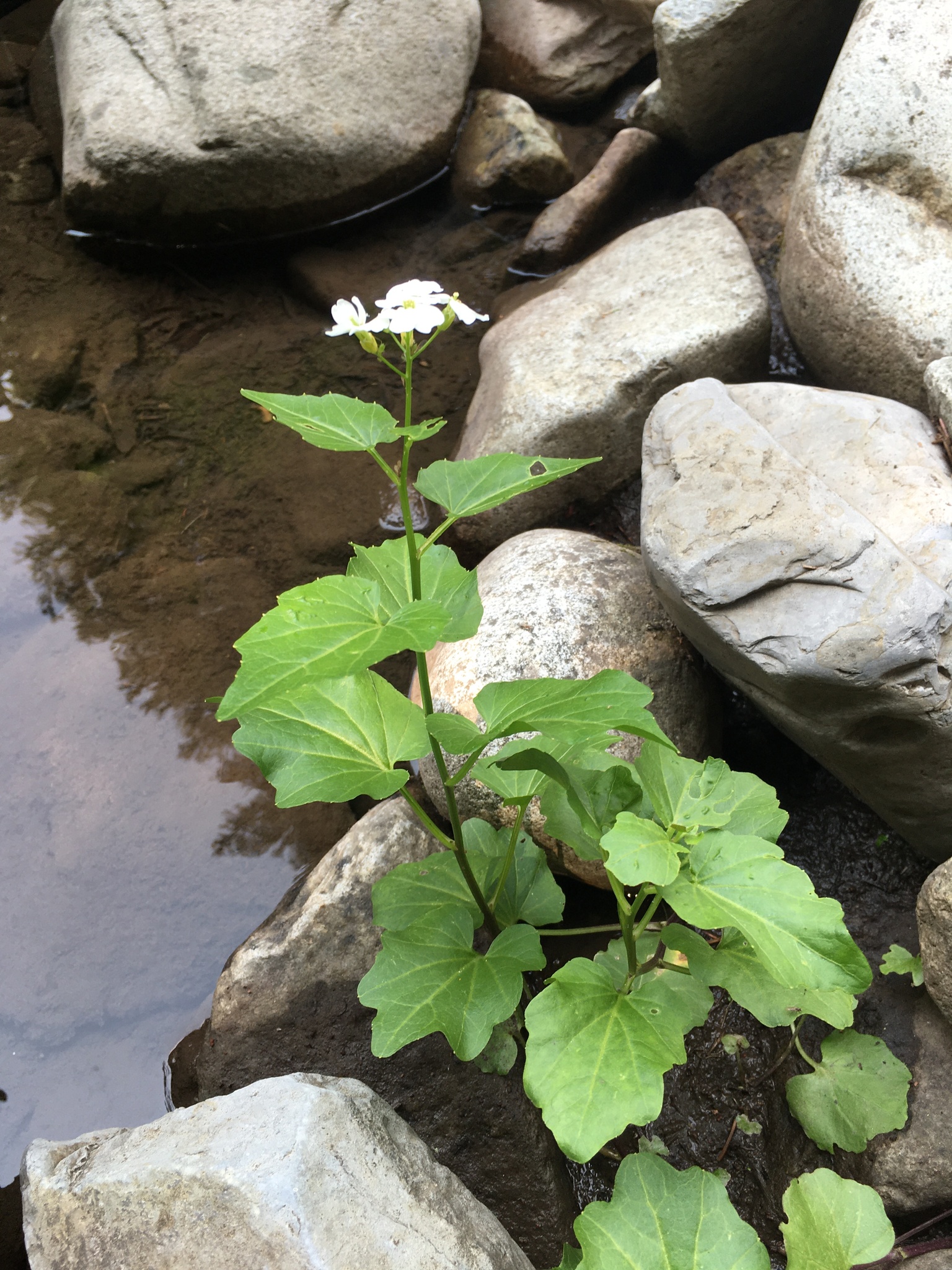 Cardamine cordifolia