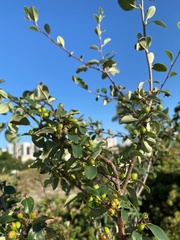Cotoneaster tauricus