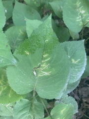 Scrobipalpula manierreorum