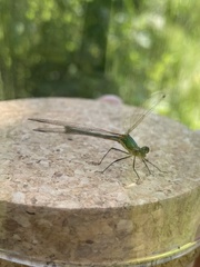 Lestes sponsa