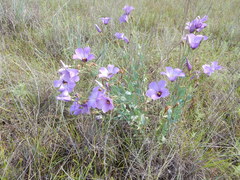 Eustoma russellianum