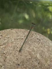 Lestes sponsa