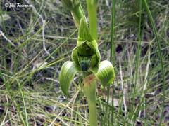 Chloraea viridiflora