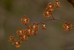 Trichocentrum undulatum