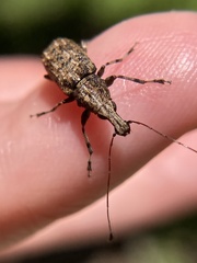 Meconemus infuscatus