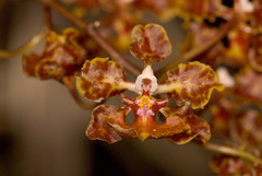 Trichocentrum undulatum