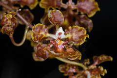 Trichocentrum undulatum