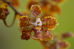 Trichocentrum undulatum