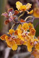 Trichocentrum undulatum