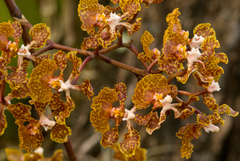 Trichocentrum undulatum