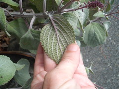 Coleus argentatus
