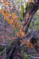 Trichocentrum undulatum