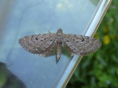 Eupithecia intricata