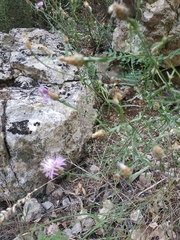 Centaurea caprina