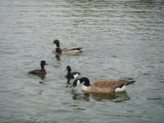 Branta canadensis