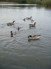 Branta canadensis
