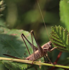 Antaxius spinibrachius