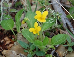 Viola maculata
