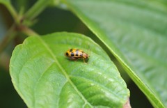 Alagoasa tridecimmaculata