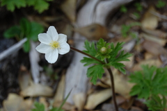 Anemonastrum antucense