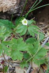 Anemonastrum antucense