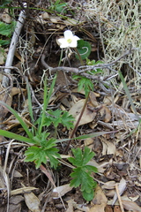Anemonastrum antucense
