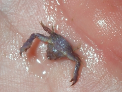 Parthenopoides massena