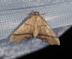 Plagodis phlogosaria