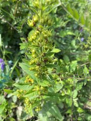 Lysimachia verticillaris
