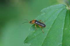 Cantharis nigra
