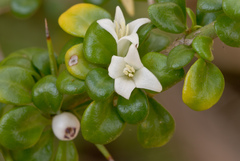 Catesbaea parviflora