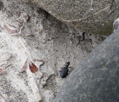 Actenonyx bembidioides