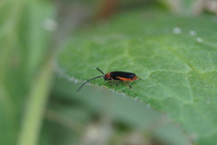 Silis ruficollis