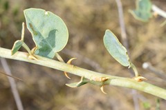 Capparis sicula