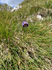 Aquilegia confusa